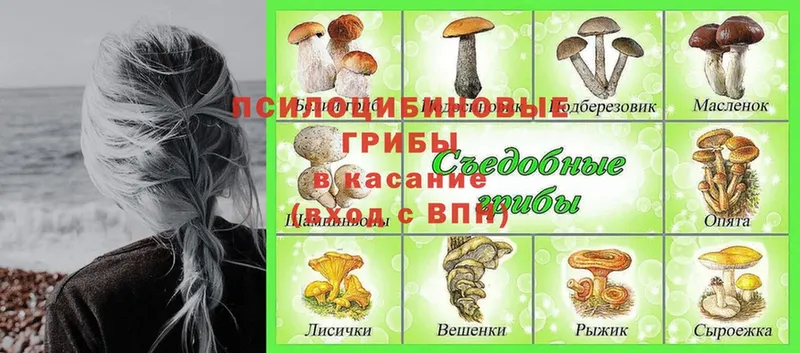 Галлюциногенные грибы MAGIC MUSHROOMS  Никольское 